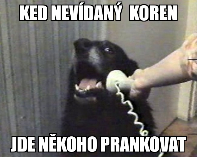 Yes this is Dog 17122018143037